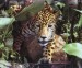 jaguar[1].jpg