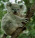 koala450j[1].jpg