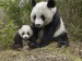 panda-bear-d[1].jpg