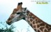 zirafa-kapska--giraffa-camelopardalis[1].jpg